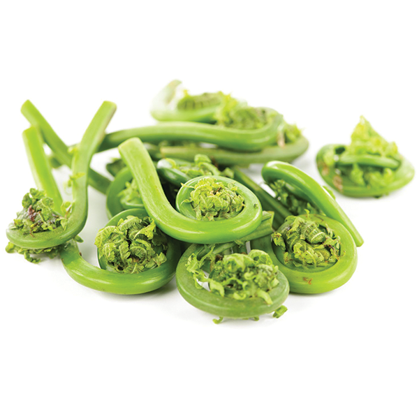 Fiddlehead