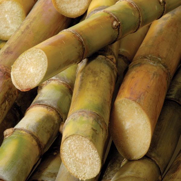 Sugar Cane