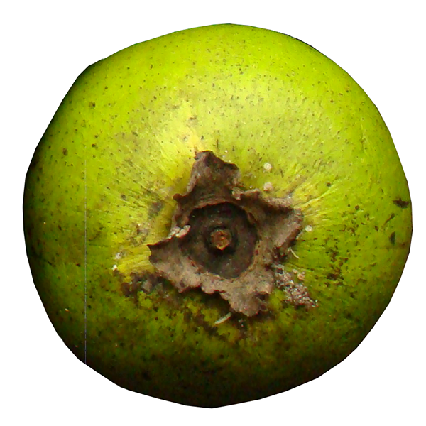 Black Sapote