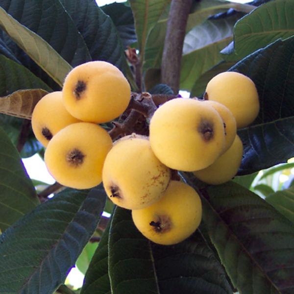 Loquat