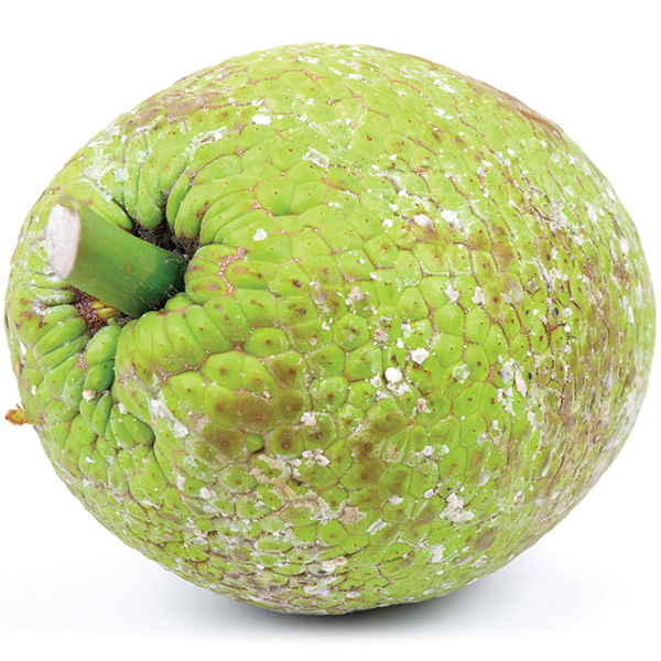 Breadfruit