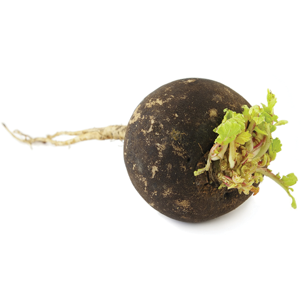 Black Radish