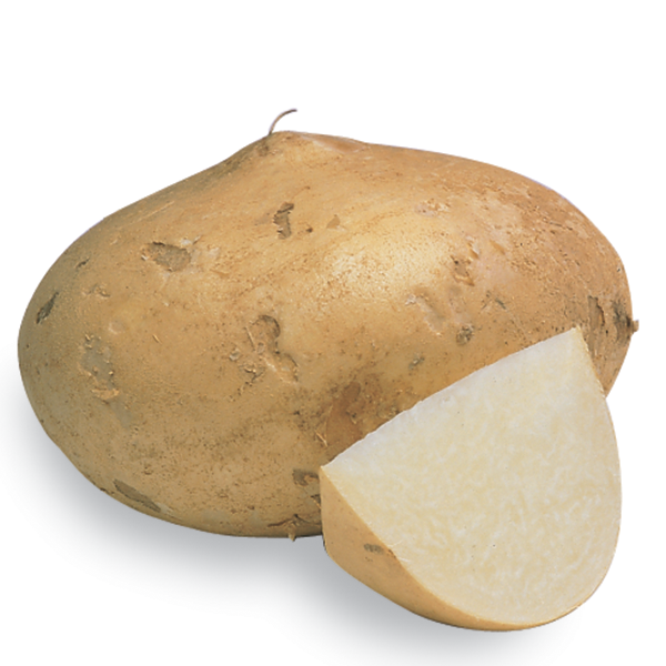 Jicama