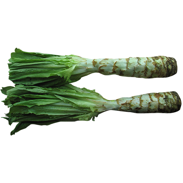 Celtuce