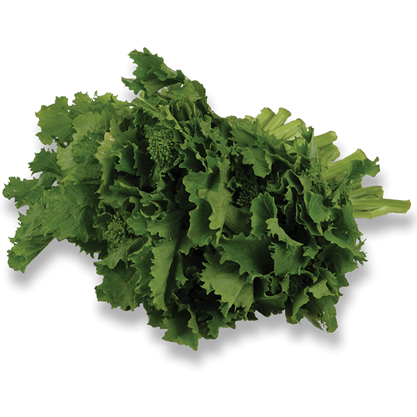 Rapini