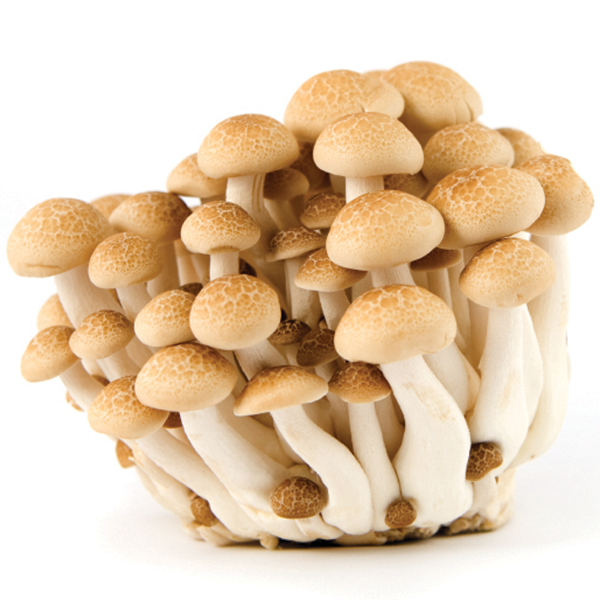 Hon Shimeji Mushrooms