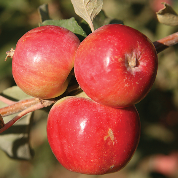 Crimson Gold Crab Apple