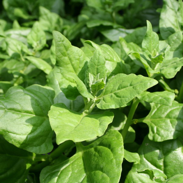 Spinach, New Zealand