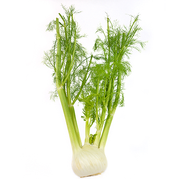 Fennel