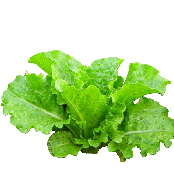 Loose-leaf Lettuce