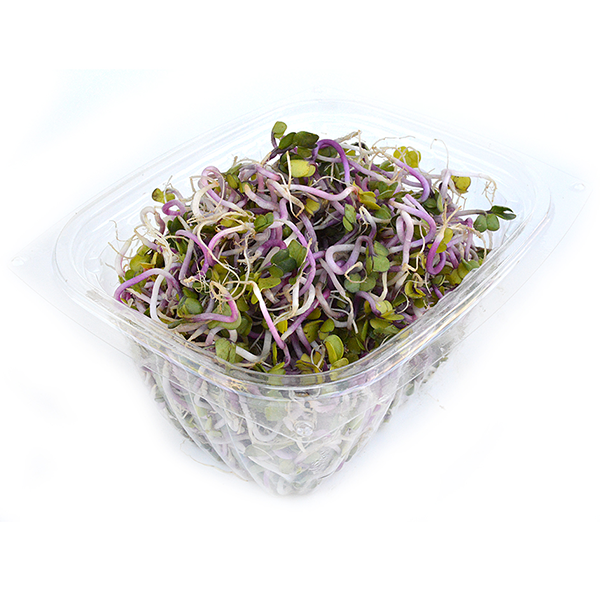 Radish Sprouts