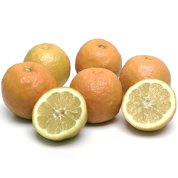 Seville Oranges